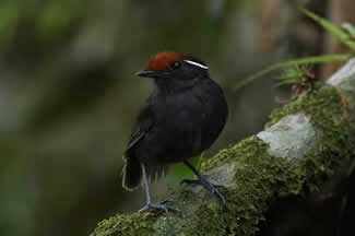 Roodkruin-muggeneter - Conopophaga castaneiceps